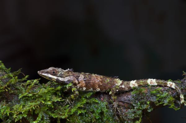 Pygmy Lizard (Cophotis ceylanicus)