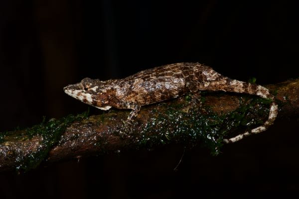 Pygmy Lizard (Cophotis ceylanicus)