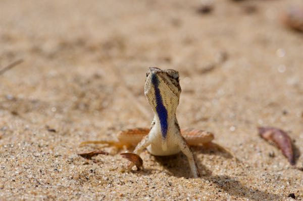 Pondichéry Fan-throated Lizard (Sitana ponticeriana)