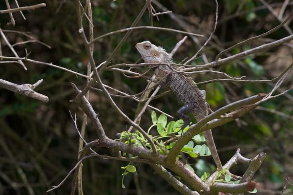 Oriental Garden Lizard (Calotes versicolor)