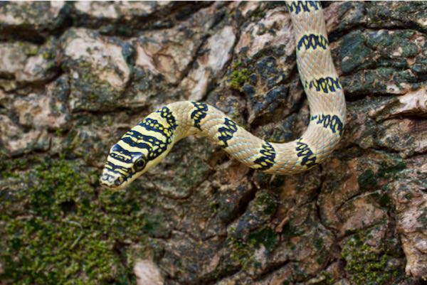 Sri Lankan Flying Snake (Chrysopelea taprobanica)