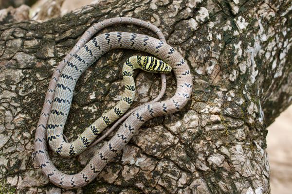 Sri Lankan Flying Snake (Chrysopelea taprobanica)