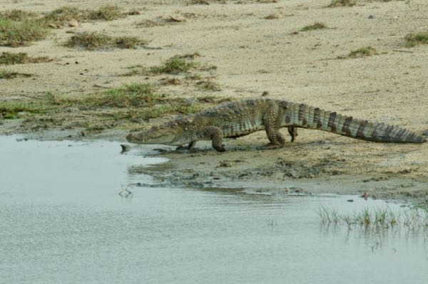 Mugger Crocodile (Crocodylus palustris)