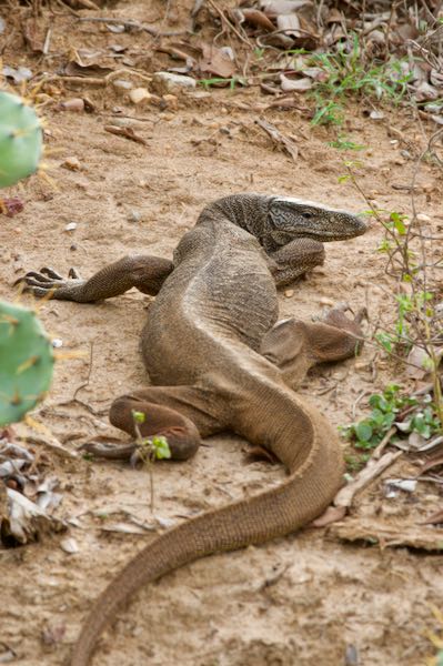 Bengal Monitor (Varanus bengalensis)