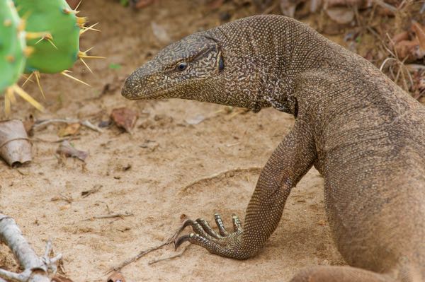 Bengal Monitor (Varanus bengalensis)