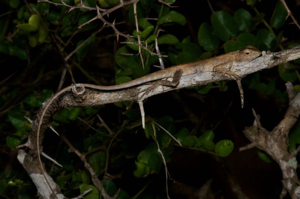 Oriental Garden Lizard (Calotes versicolor)