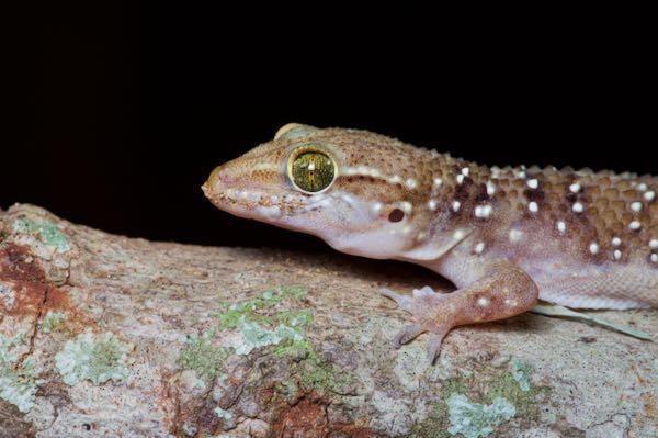 Sri Lankan Termite Hill Gecko (Hemidactylus lankae)