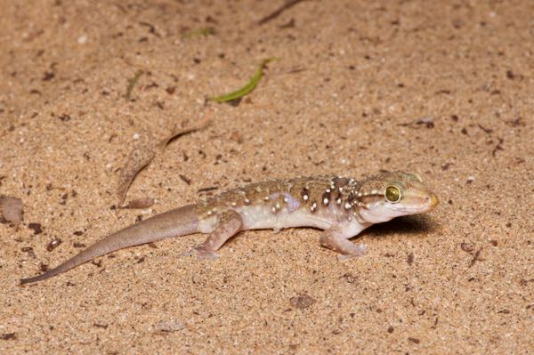 Sri Lankan Termite Hill Gecko (Hemidactylus lankae)