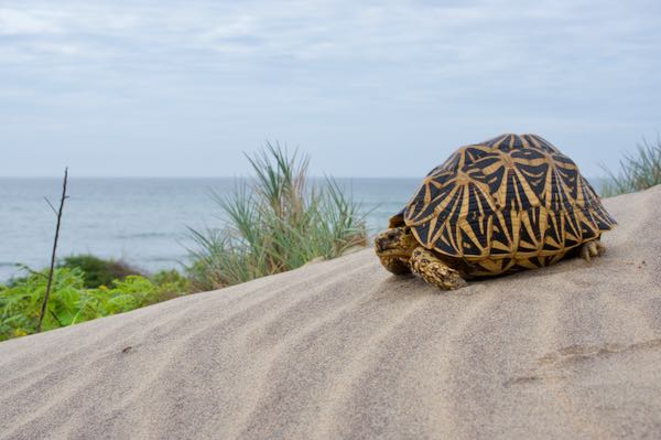 Indian Star Tortoise (Geochelone elegans)