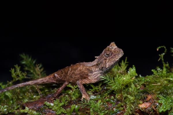 Karu’s Horned Lizard (Ceratophora karu)