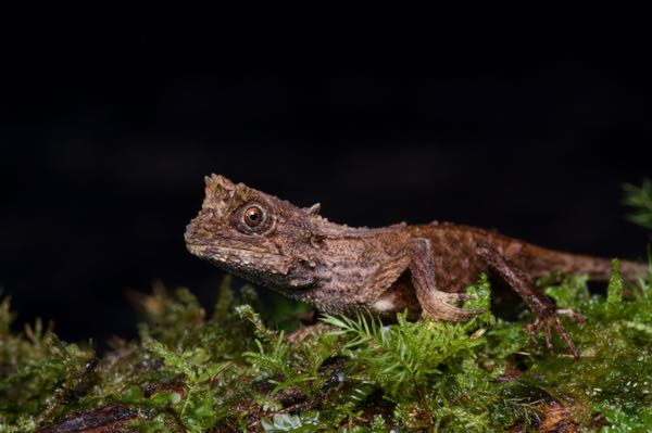 Karu’s Horned Lizard (Ceratophora karu)