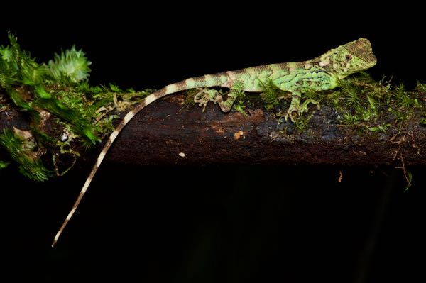 Erdelen’s Horned Lizard (Ceratophora erdeleni)