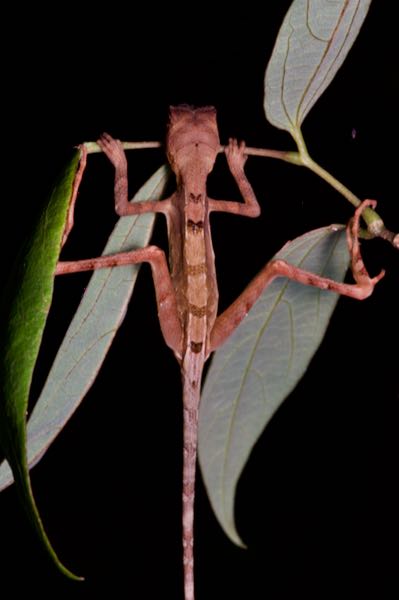 Sri Lankan Kangaroo Lizard (Otocryptis wiegmanni)