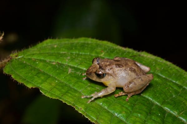 Common Shrub Frog (Pseudophilautus popularis)