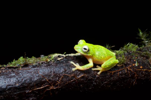 Poppy’s Shrub Frog (Pseudophilautus poppiae)