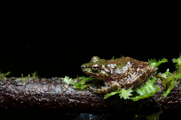 Hollow-snouted Shrub Frog (Pseudophilautus cavirostris)