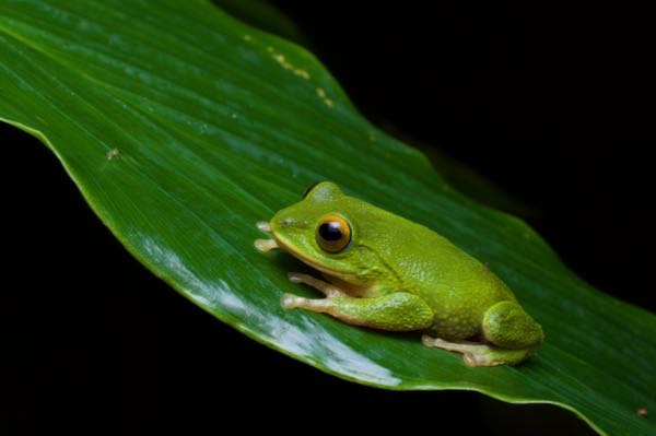 Golden-eyed Shrub Frog (Pseudophilautus ocularis)