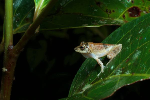 Elegant Shrub Frog (Pseudophilautus decoris)