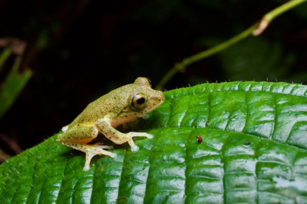 Poppy’s Shrub Frog (Pseudophilautus poppiae)
