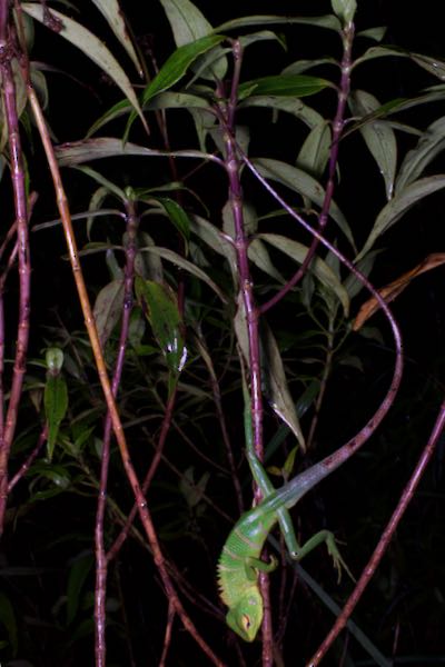 Common Green Forest Lizard (Calotes calotes)