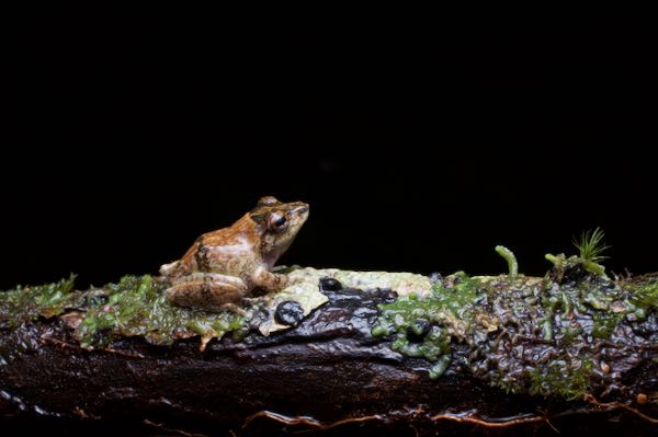 Elegant Shrub Frog (Pseudophilautus decoris)
