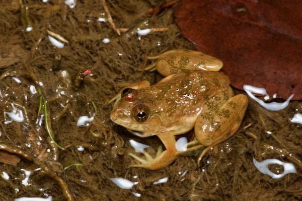 Common Skittering Frog (Euphlyctis cyanophlyctis)