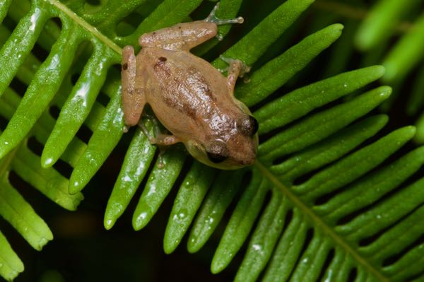Common Shrub Frog (Pseudophilautus popularis)