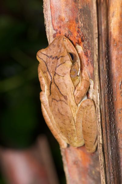 Common Hourglass Treefrog (Polypedates cruciger)