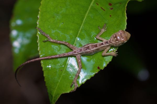 Oriental Garden Lizard (Calotes versicolor)