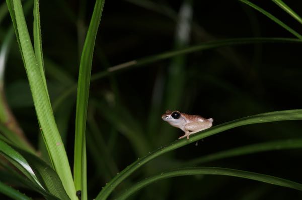 Leaf-dwelling Shrub Frog (Pseudophilautus folicola)
