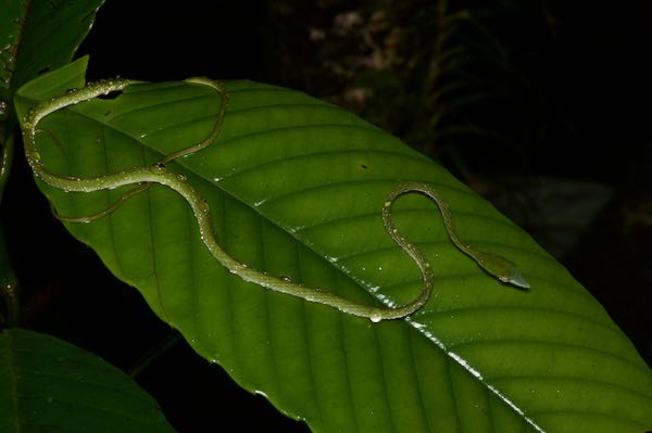 Green Vine Snake (Ahaetulla nasuta)