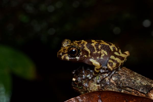 Grubby Shrub Frog (Pseudophilautus sordidus)