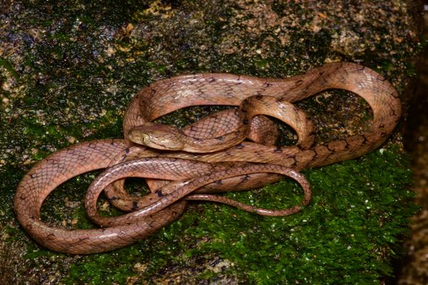 Ranawana’s Cat Snake (Boiga ranawanei)