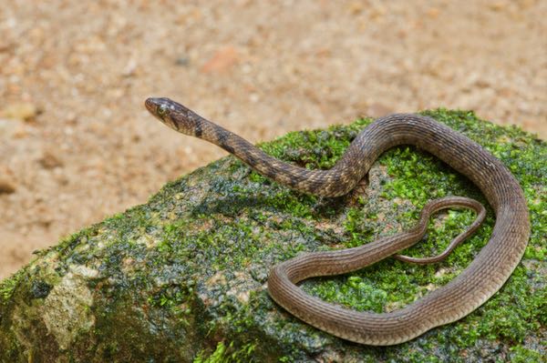 Boulenger’s Keelback (Fowlea asperrima)