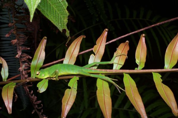 Common Green Forest Lizard (Calotes calotes)