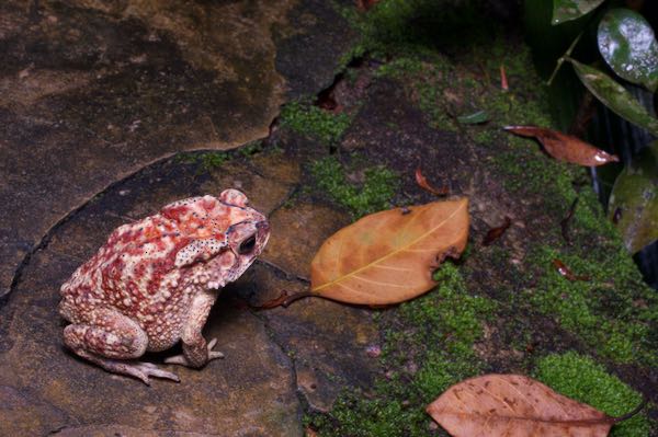 Black-spined Toad (Duttaphrynus melanostictus)
