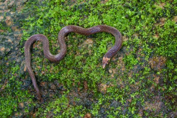 Guenther’s Rough-sided Snake (Aspidura guentheri)