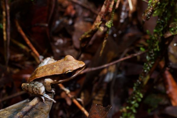 Sri Lankan Golden-backed Frog (Indosylvirana serendipi)