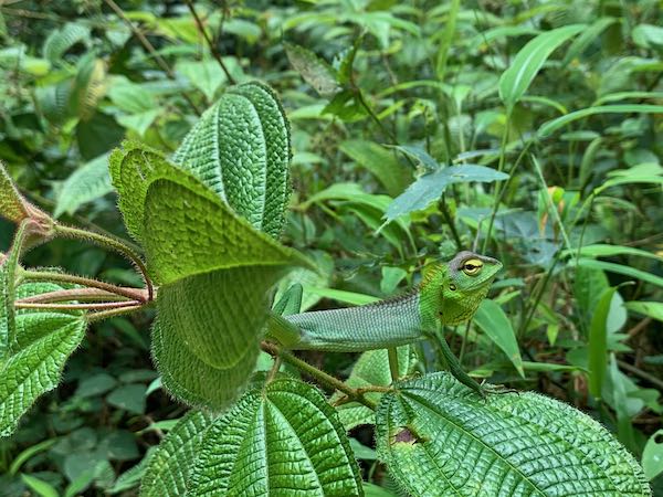 Common Green Forest Lizard (Calotes calotes)