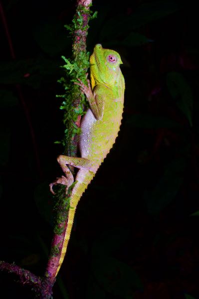 Hump-nosed Lizard (Lyriocephalus scutatus)