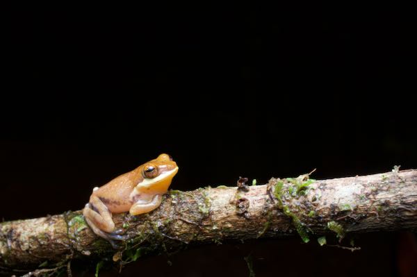 Anthropogenic Shrub Frog (Pseudophilautus hoipolloi)