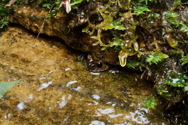 Sri Lanka Rock Frog (Nannophrys ceylonensis)