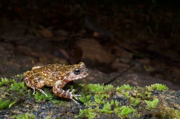 Sri Lanka Rock Frog (Nannophrys ceylonensis)
