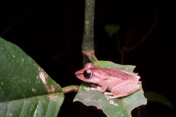 Orange-canthal Shrub Frog (Pseudophilautus stictomerus)