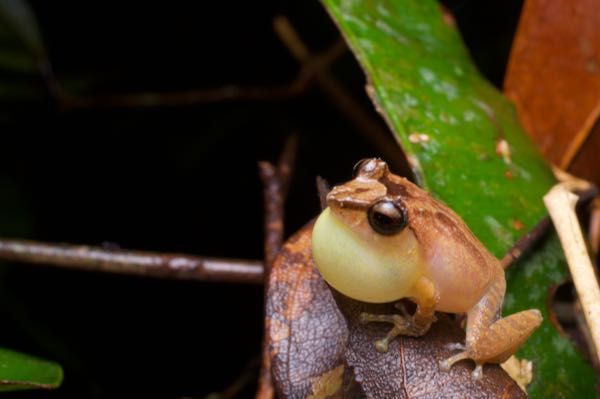 Leaf-dwelling Shrub Frog (Pseudophilautus folicola)