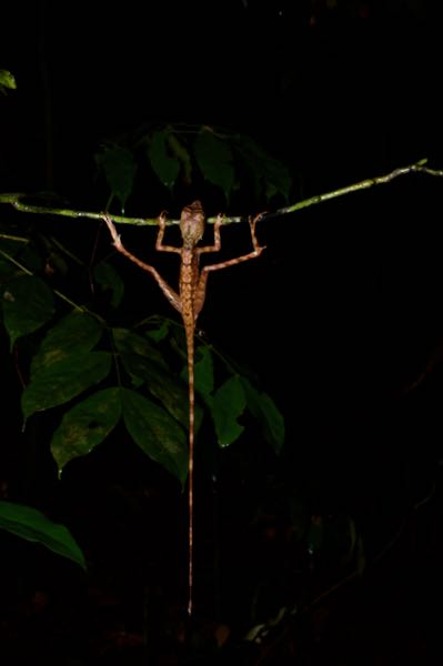 Sri Lankan Kangaroo Lizard (Otocryptis wiegmanni)