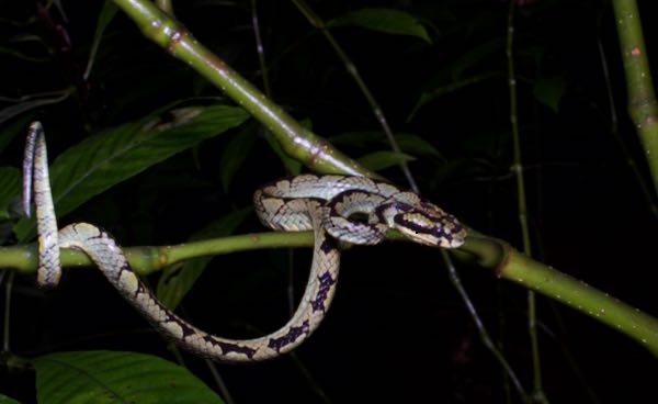 Sri Lankan Green Pit Viper (Trimeresurus trigonocephalus)