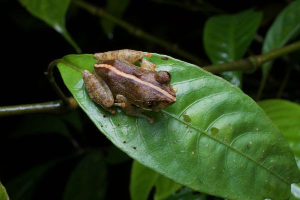 Labungama Shrub Frog (Pseudophilautus abundus)