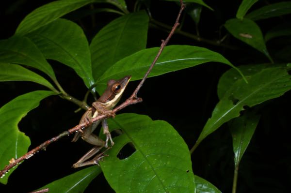 Sharp-snout Saddled Tree Frog (Taruga longinasus)