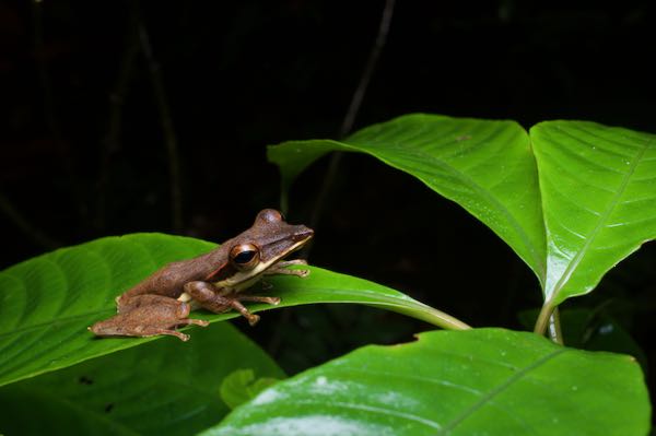 Sharp-snout Saddled Tree Frog (Taruga longinasus)